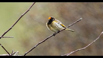 Red-fronted Serin