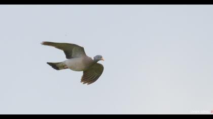 Common Wood Pigeon