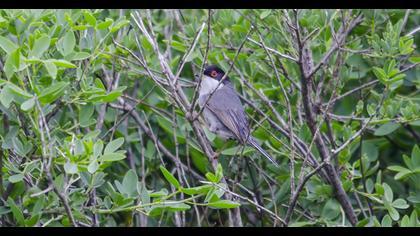 Sardinian Warbler