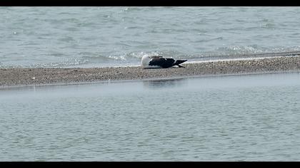 Lesser Black-backed Gull