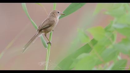 Iraq Babbler