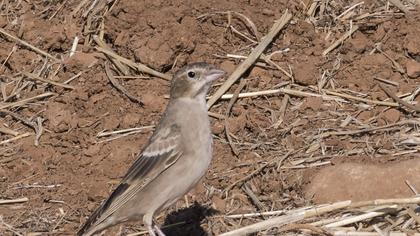 Pale Rockfinch