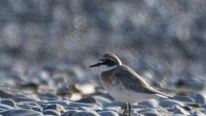 Greater Sand Plover