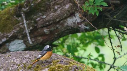 Common Redstart