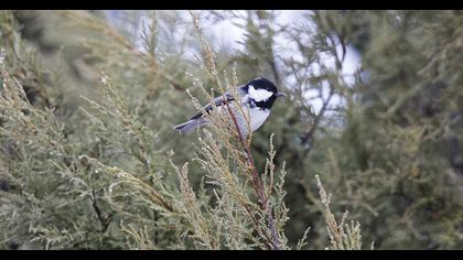 Coal Tit