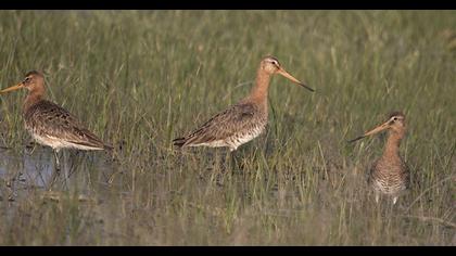 Black-tailed Godwit