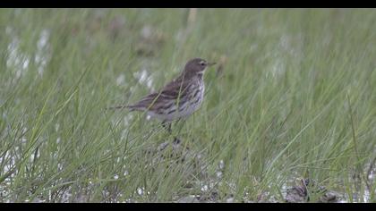 Meadow Pipit