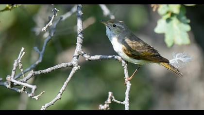 Eastern Bonelli`s Warbler
