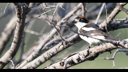 Woodchat Shrike