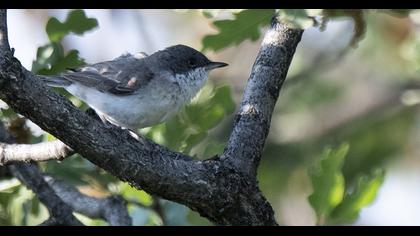 Eastern Orphean Warbler