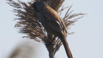 Bearded Reedling