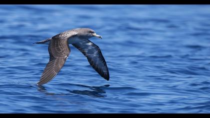 Scopoli`s Shearwater