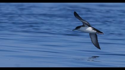 Yelkouan Shearwater