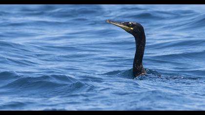 European Shag
