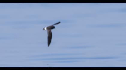 European Storm Petrel