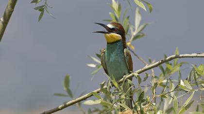 European Bee-eater