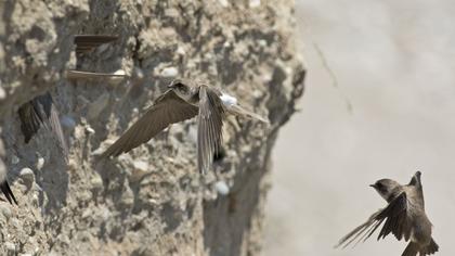 Sand Martin