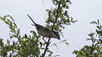 Masked Shrike