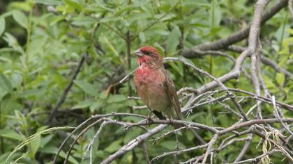 Common Rosefinch