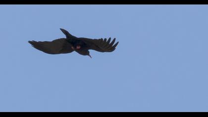 Red-billed Chough