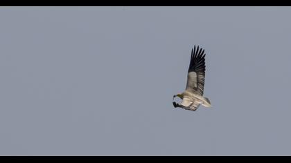Egyptian Vulture