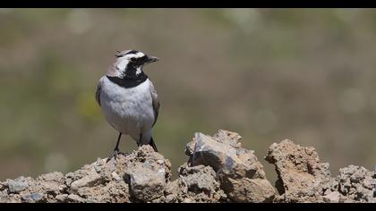 Horned Lark