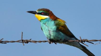 European Bee-eater