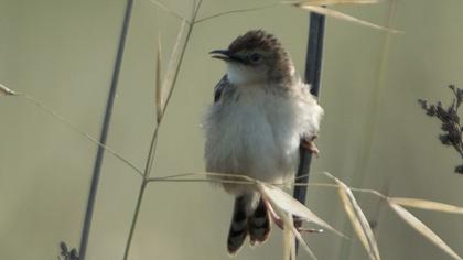 Zitting Cisticola