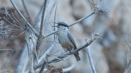 Western Rock Nuthatch