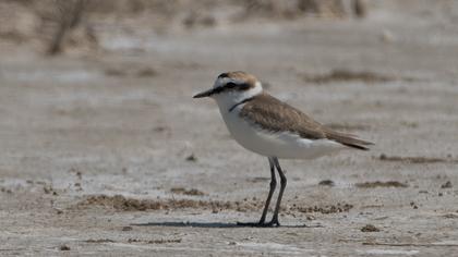 Kentish Plover