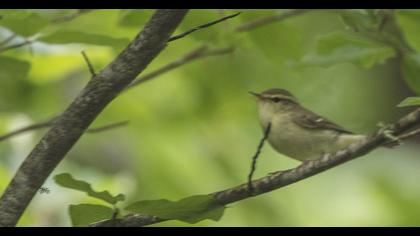 Green Warbler