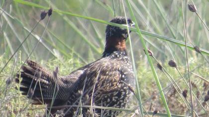 Black Francolin