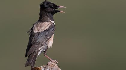 Rosy Starling