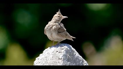 Crested Lark