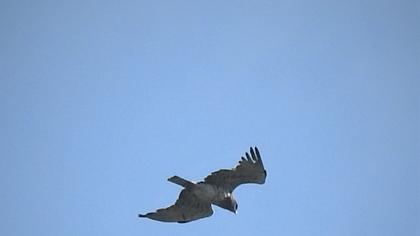 Short-toed Snake Eagle