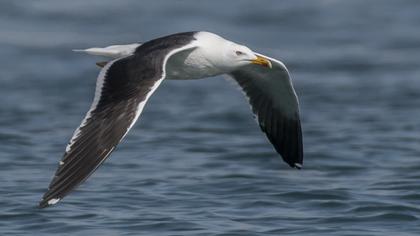 Lesser Black-backed Gull