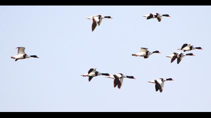 Common Shelduck
