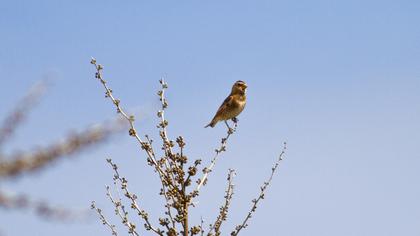 Eurasian Crimson-winged Finch