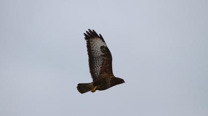 Common Buzzard
