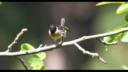 European Stonechat