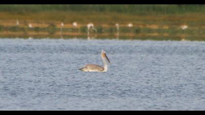 Dalmatian Pelican