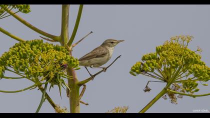 Eastern Olivaceous Warbler