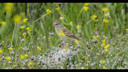 Tawny Pipit