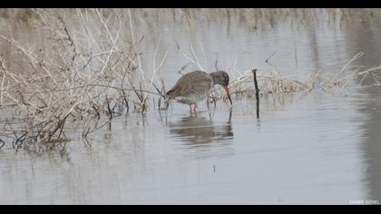 Common Redshank