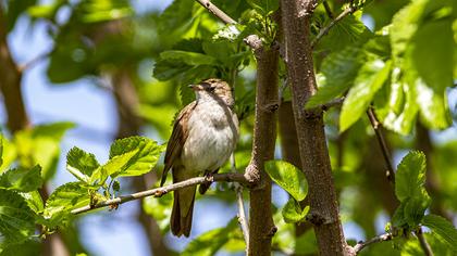 Common Nightingale
