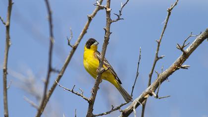Black-headed Bunting