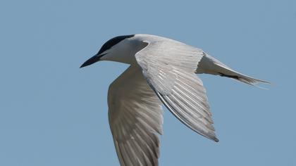 Gull-billed Tern
