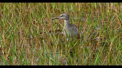 Wood Sandpiper