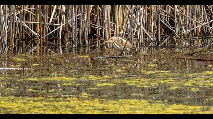 Little Bittern