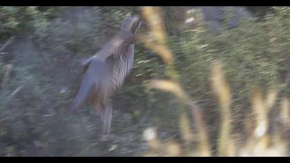 Chukar Partridge